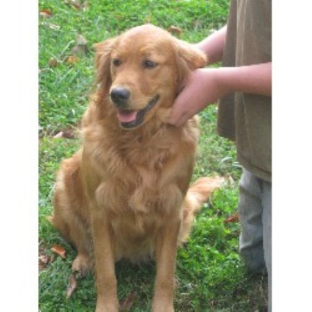 bit o heaven farm golden retriever bit o heaven farm golden retriever