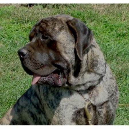 Mystic Meadows Mastiffs