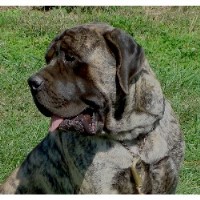 Mystic Meadows Mastiffs Mastiff breeder