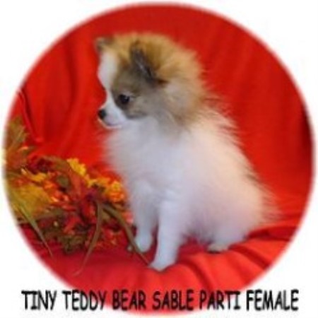 teddy bear dog breeder near me