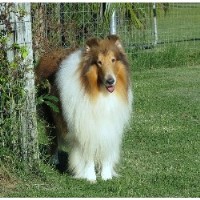 yorkie puppies for sale clearwater fl collie breeders in florida freedoglistings yorkie puppies for sale clearwater fl collie breeders in florida freedoglistings