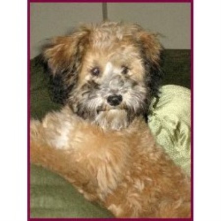 schnoodle puppies mn shelbo schnoodles schnoodle breeder in isanti minnesota schnoodle puppies mn shelbo schnoodles schnoodle breeder in isanti minnesota