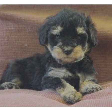 schnoodle puppies mn shelbo schnoodles schnoodle breeder in isanti minnesota schnoodle puppies mn shelbo schnoodles schnoodle breeder in isanti minnesota
