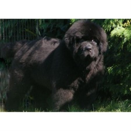 newfoundland puppies ny johnson farms newfoundland breeder in lyndonville new york newfoundland puppies ny johnson farms newfoundland breeder in lyndonville new york