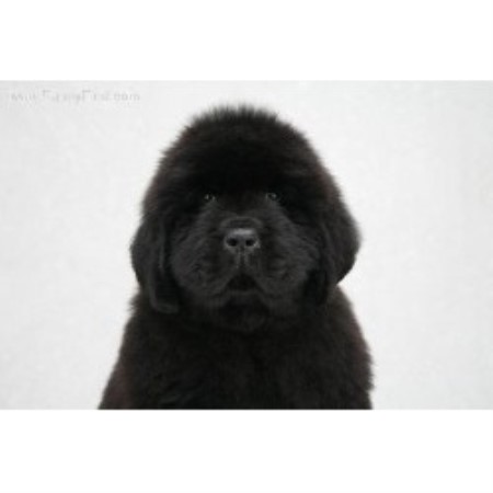 newfoundland puppies ny johnson farms newfoundland breeder in lyndonville new york newfoundland puppies ny johnson farms newfoundland breeder in lyndonville new york