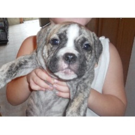 English Bulldog Breeder 19382