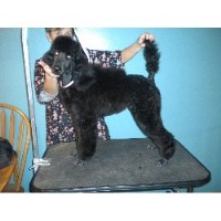Lacy Lane Poodles Poodle Standard breeder