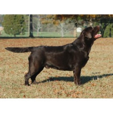 lab puppies nj c labradors labrador retriever stud in sewell new jersey lab puppies nj c labradors labrador retriever stud in sewell new jersey