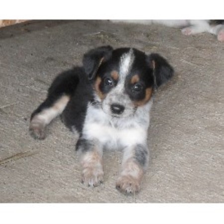 south texas australian shepherd rescue j a t texas heelers australian shepherd dog breeder in caldwell south texas australian shepherd rescue j a t texas heelers australian shepherd dog breeder in caldwell
