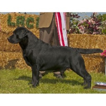 Hunting Dog Rescue South Dakota Hunting Dog Rescue South Dakota