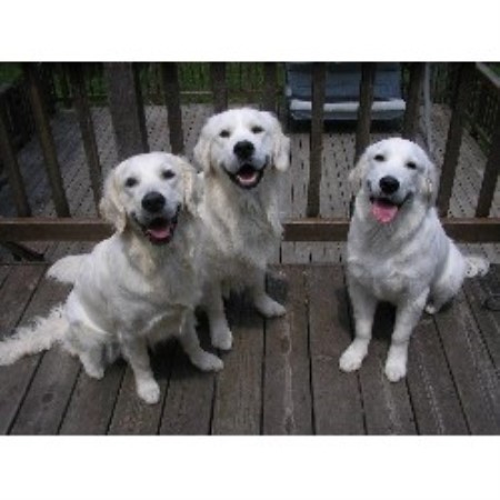 snowy paws golden retrievers snowy paw retrievers golden retriever breeder in west chicago illinois snowy paws golden retrievers snowy paw retrievers golden retriever breeder in west chicago illinois