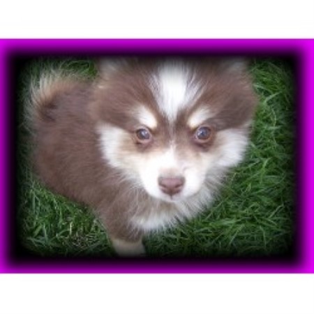california pomeranian breeders poms pomeranian breeder in san diego california california pomeranian breeders poms pomeranian breeder in san diego california