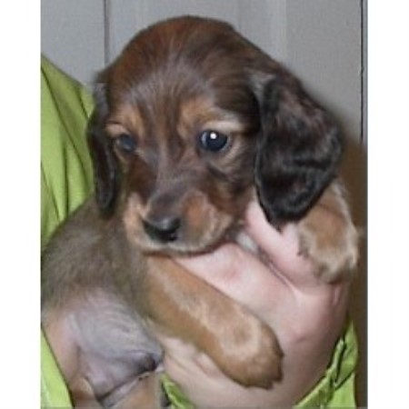 Dachshund Breeder 19460