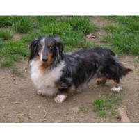 Laurel Valley Dachshund breeder