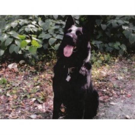 Naples Maine Dog Grooming Naples Maine Dog Grooming