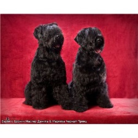 Black Russian Dogs, Black Russian Terrier Breeder in Saint ...