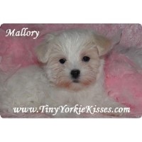 maltese puppies for sale in tn teacup yorkie puppy for sale tinyyorkiekisses local yorkie puppies breeds maltese puppies for sale in tn teacup yorkie puppy for sale tinyyorkiekisses local yorkie puppies breeds