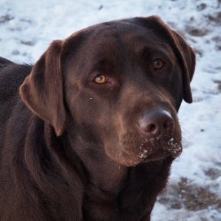 Ironhill Retrievers Labradors Labrador Retriever