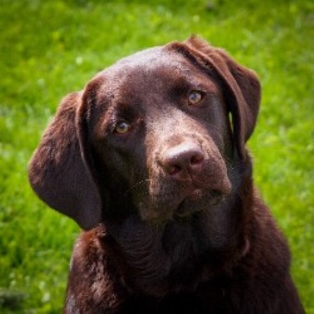 Ironhill Retrievers - Labradors , Labrador Retriever ...