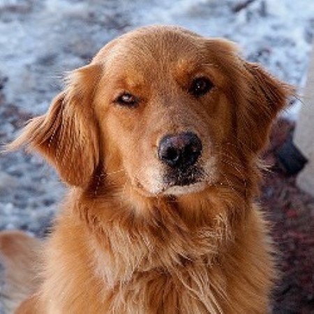 Ironhill Retrievers - Goldens, Golden Retriever Breeder in ...