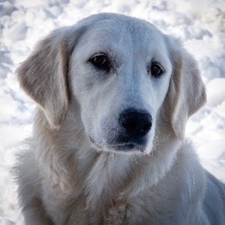 Ironhill Retrievers - Goldens, Golden Retriever Breeder in ...