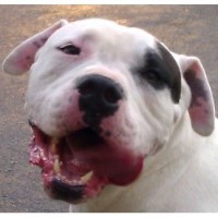 Union Ridge Kennels American Bulldog breeder