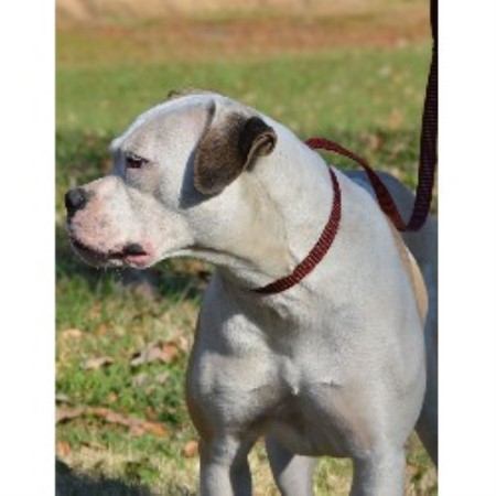 American Bulldog Breeder 19537