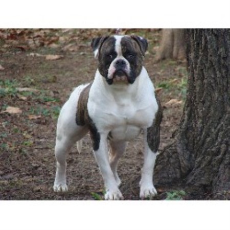 34 HQ Photos American Bulldog Breeders Illinois - Performance - Standard Type American Bulldogs - Old Bulldogs