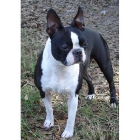 Blue Skyz Boston Terriers, Boston Terrier Breeder in Live ...