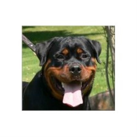 schatz der von breeder rottweiler carolina south