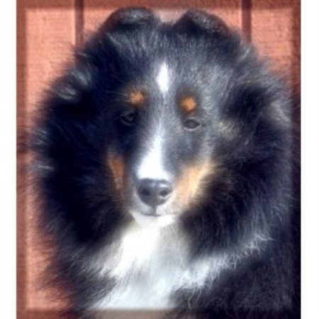 Heartfelt Shelties Shetland Sheepdog Breeder In Wadsworth