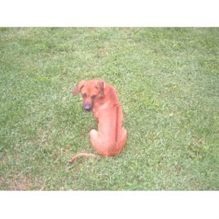 Rhodesian Ridgeback Breeder 19570