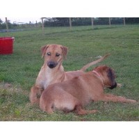 Van Kutu Ridgebacks Rhodesian Ridgeback breeder