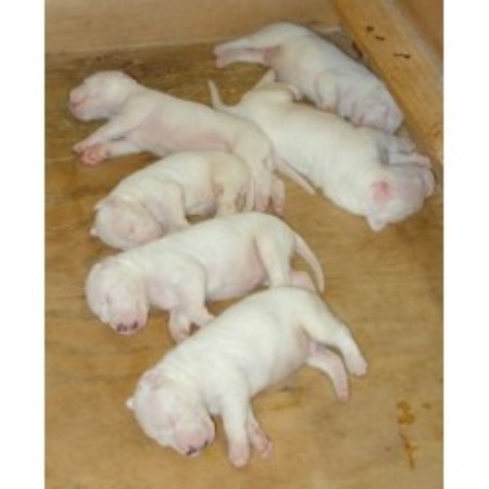 rottweiler puppies lincoln ne miskodogo kennels dogo argentino breeder in lincoln nebraska rottweiler puppies lincoln ne miskodogo kennels dogo argentino breeder in lincoln nebraska