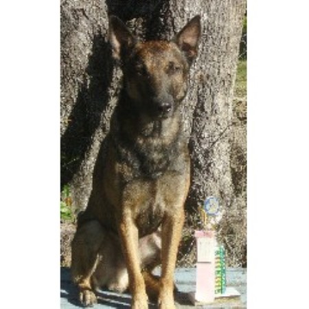 malinois belgian breeder florida breeders