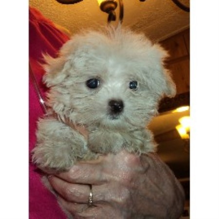 Miniloves Puppies, Shih Tzu Breeder in Lakeland, Florida