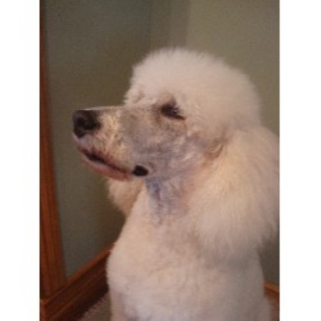 autumn shades poodles