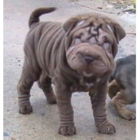 shar pei puppies for sale in ohio belwood wrinkles kennel shar pei breeder in lawndale carolina shar pei puppies for sale in ohio belwood wrinkles kennel shar pei breeder in lawndale carolina
