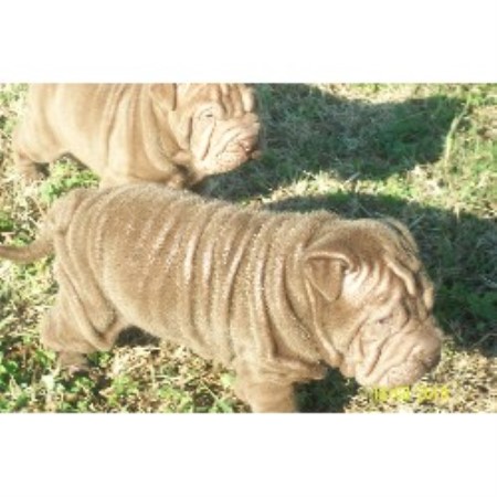 Belwood Wrinkles Kennel Chinese Shar Pei Breeder In Lawndale