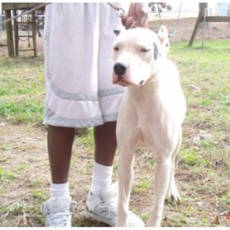 argentino dogo breeder georgia dog freedoglistings