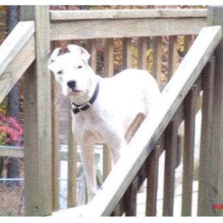 dogo breeder argentino dog