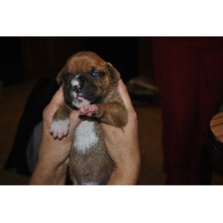 boxer breeders near me boxer breeders near me