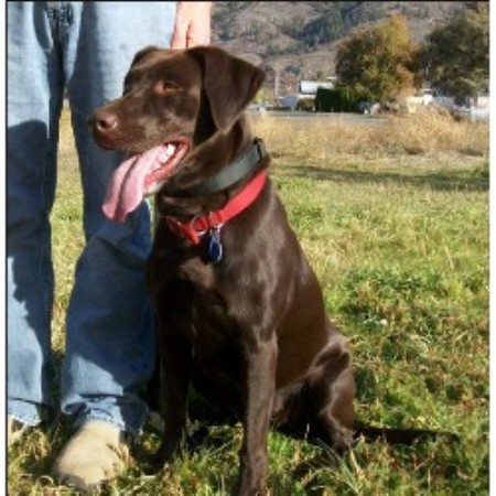 free lab puppies in washington state mccoy labradors labrador retriever breeder in oroville washington free lab puppies in washington state mccoy labradors labrador retriever breeder in oroville washington