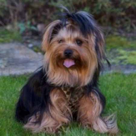 teddy bear dog breeder near me