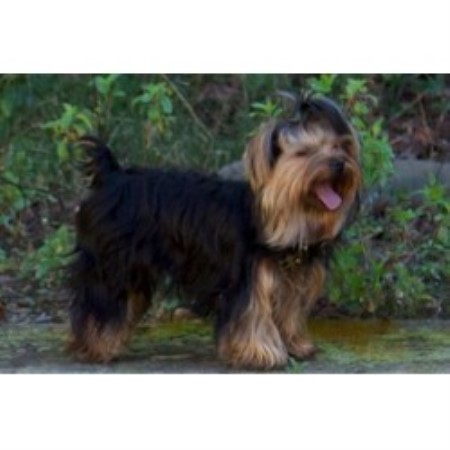 teddy bear dog breeder near me