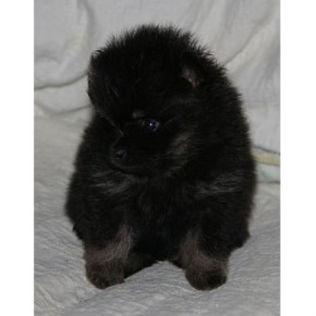 pomeranian rescue alberta meadowlark pomeranians pomeranian breeder in lacombe alberta pomeranian rescue alberta meadowlark pomeranians pomeranian breeder in lacombe alberta