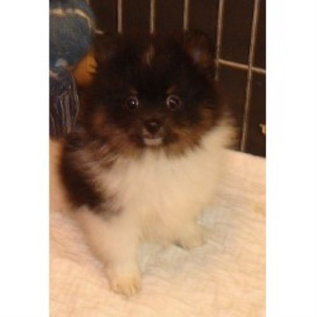 pomeranian rescue alberta meadowlark pomeranians pomeranian breeder in lacombe alberta pomeranian rescue alberta meadowlark pomeranians pomeranian breeder in lacombe alberta