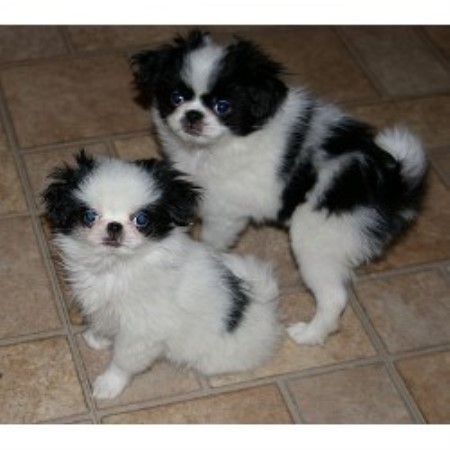 pomeranian rescue alberta meadowlark pomeranians pomeranian breeder in lacombe alberta pomeranian rescue alberta meadowlark pomeranians pomeranian breeder in lacombe alberta