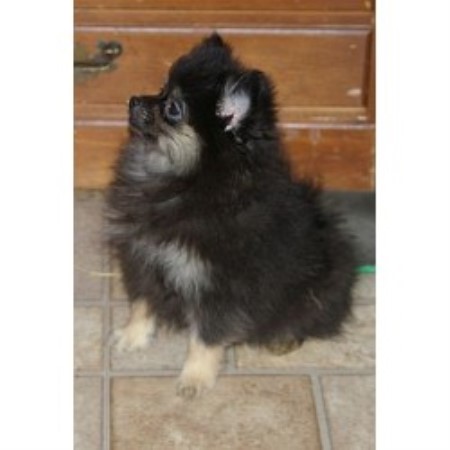 pomeranian rescue alberta meadowlark pomeranians pomeranian breeder in lacombe alberta pomeranian rescue alberta meadowlark pomeranians pomeranian breeder in lacombe alberta