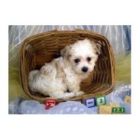 havanese puppies kansas city picture of one of our havanese puppies for sale in prince edward breeds picture havanese puppies kansas city picture of one of our havanese puppies for sale in prince edward breeds picture